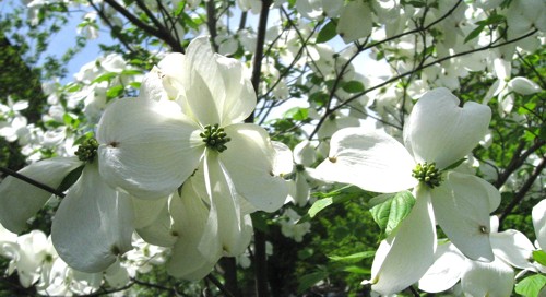 Dogwood Tree Facts