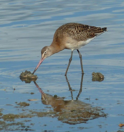 godwit1