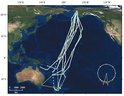 godwit-migration