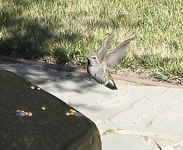 Humming bird, Phyllis Gardner's garden
