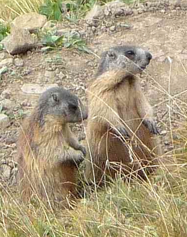 two marmots