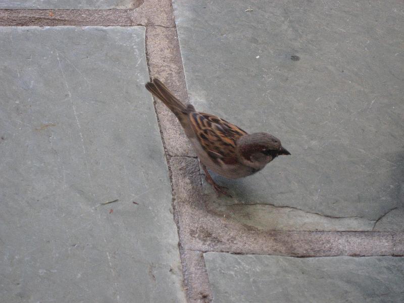 sparrow-at-breakfast-080508
