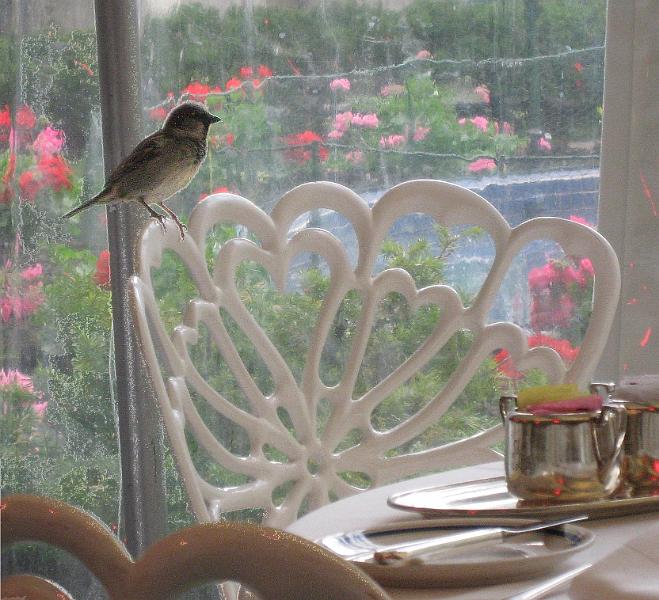 sparrow-at-breakfast-090508