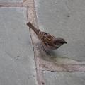 sparrow-at-breakfast-080508.jpg