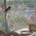 sparrow-at-breakfast-090508.jpg