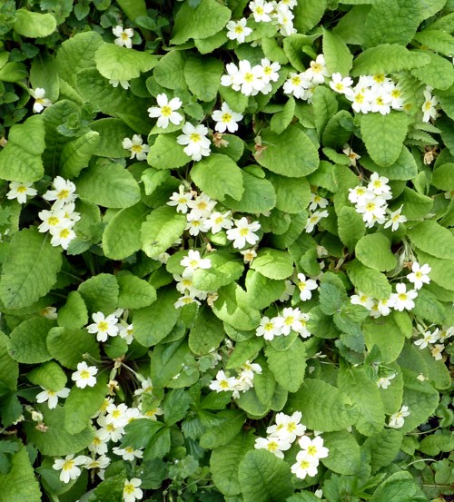 primroses