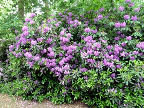 rhodo1