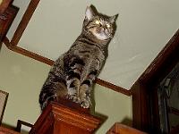 Benvolio on banister