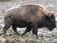 Buffalo in Oregon