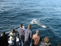 Dolphins off Ventura 16 Jan 2008