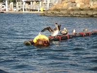 Long Beach pelicans
