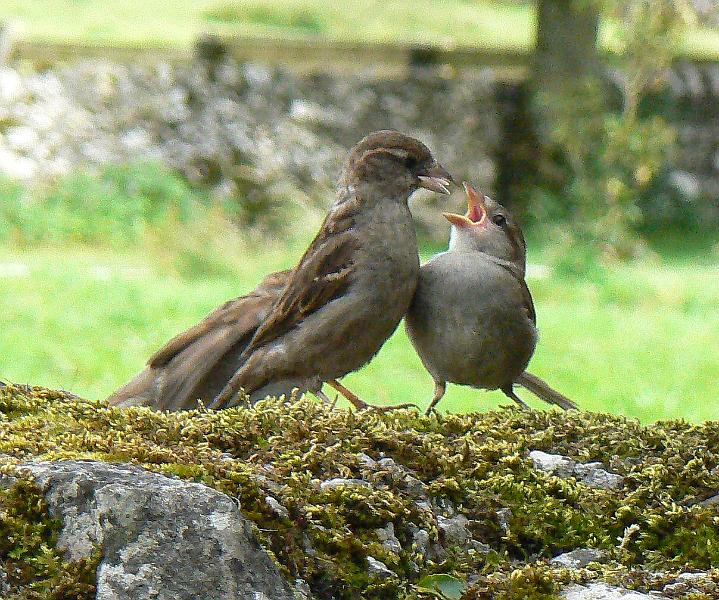 malham-sparrows1646-100708.jpg - Malham. Sparrows at cafe. 16.46, 10 July 2008