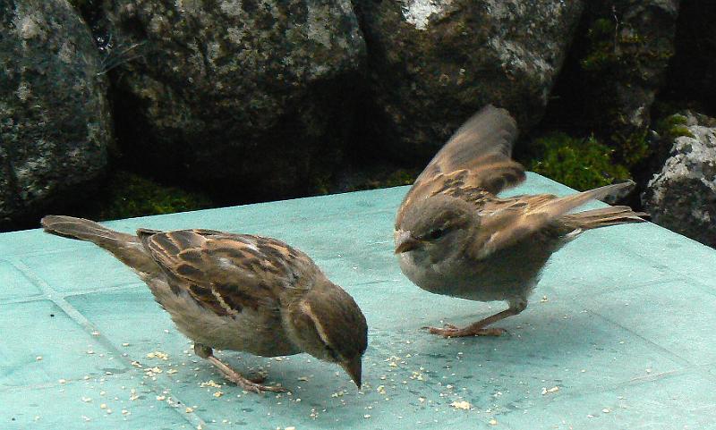 malham-sparrows1655a-100708.jpg - Malham. Sparrows at cafe. 16.55, 10 July 2008
