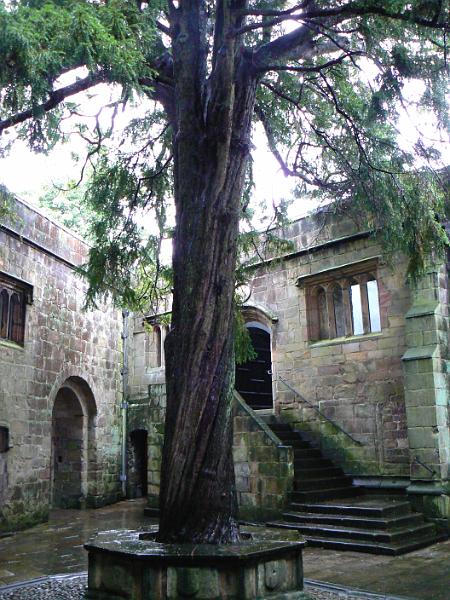 skipton-castle-yew-1418-110708.jpg - Skipton castle. Yew in courtyard 14.16, 11 July 2008