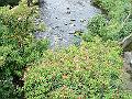 ingleton-falls-1729-080708