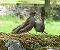 malham-sparrows1646-100708