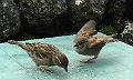 malham-sparrows1655a-100708