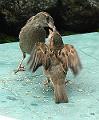 malham-sparrows1655b-100708
