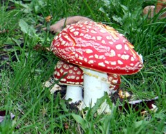 amanita