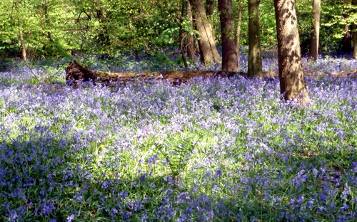 bluebells