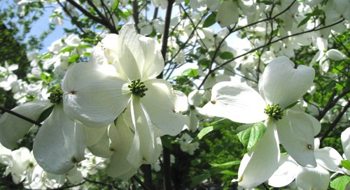Japanese Dogwood tree, New Haven (CT) green, 11 May 2008