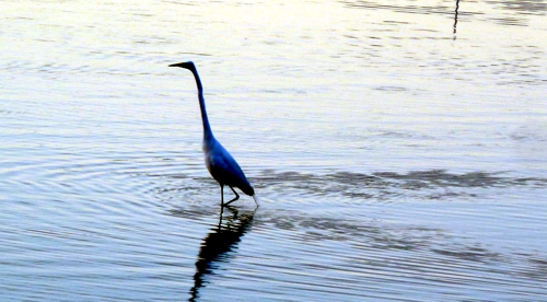 egret