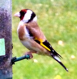 goldfinch2