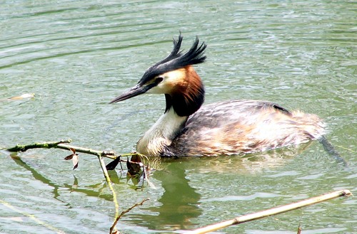 grebe