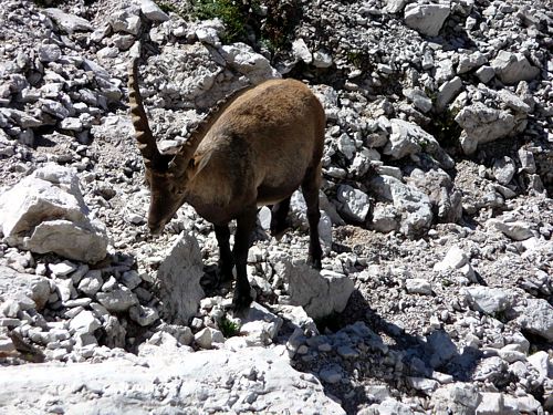 Ibex in Alps