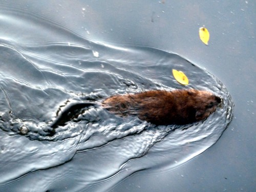 muskrat