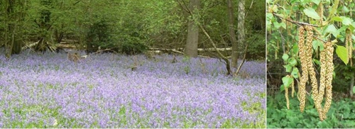 Carpet of bluebells, and birch catkins, 4 May 2008