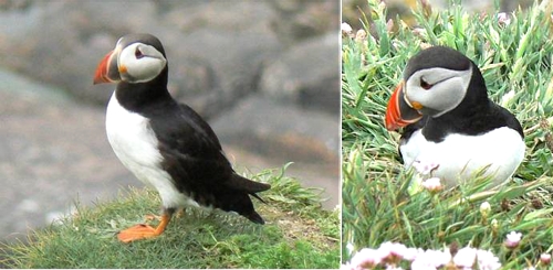 Puffins, Sumburgh Head, Shetland, 7 June 2008