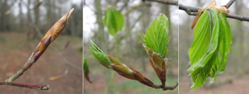 Beech buds emerge 20 April 2008