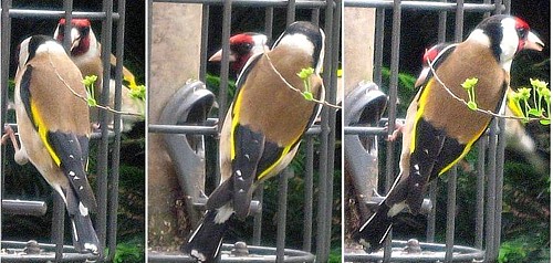 Goldfinches, Oxshott, 25 May 2008