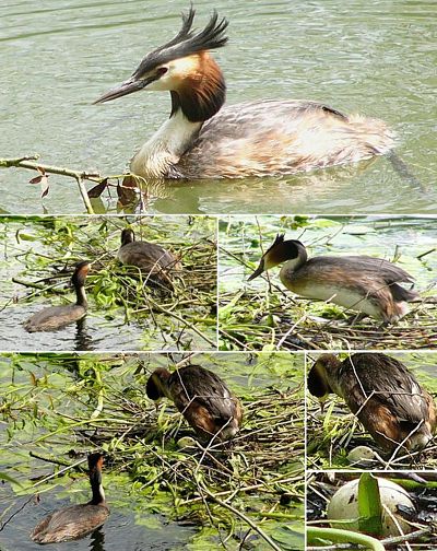 grebes