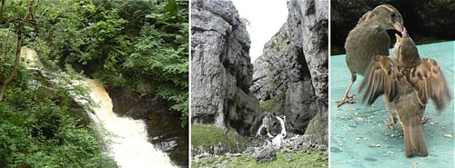 Ingleton Falls, Goredale Scar and Sparrows at Malham, July 2008