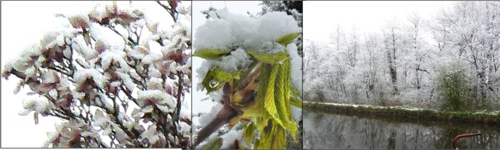 Magnolia and chestnut in snow 6 April 2008