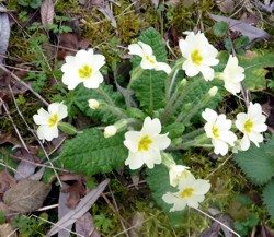 primrose 3 April