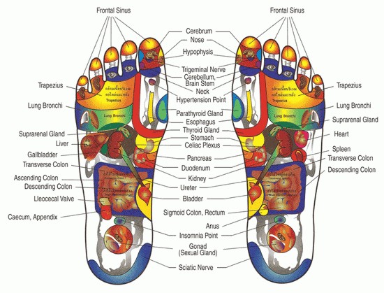 reflexology diagram