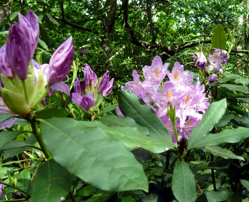 rhodo2