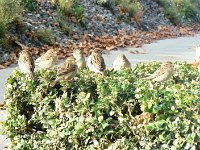 Lausanne sparrows 11 Oct 2009