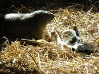 Marmot and kitten at Rocjers de Naye station 4 October 2009