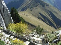 "Alpine garden" Rochers de Naye 4 Oct 2009